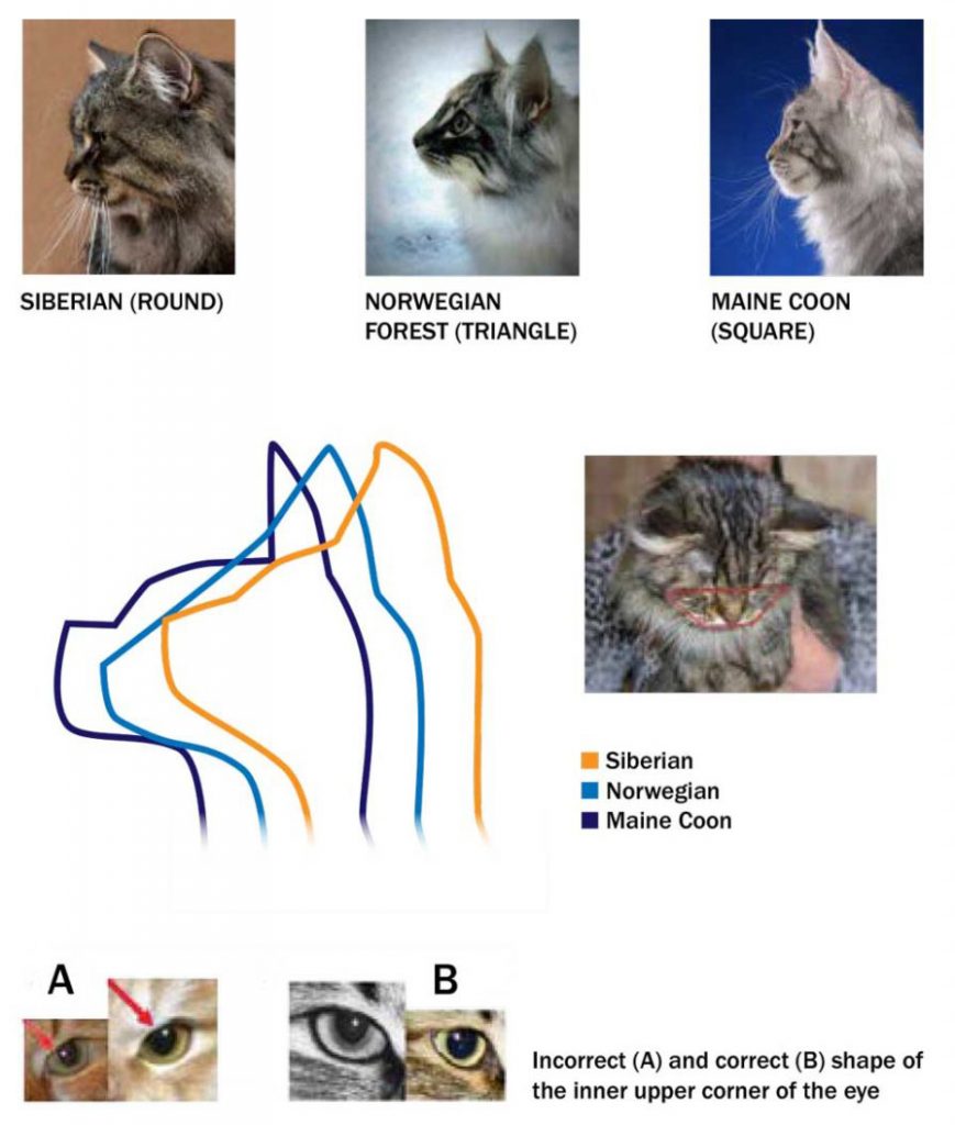 artekatz|Cat face shape comparison