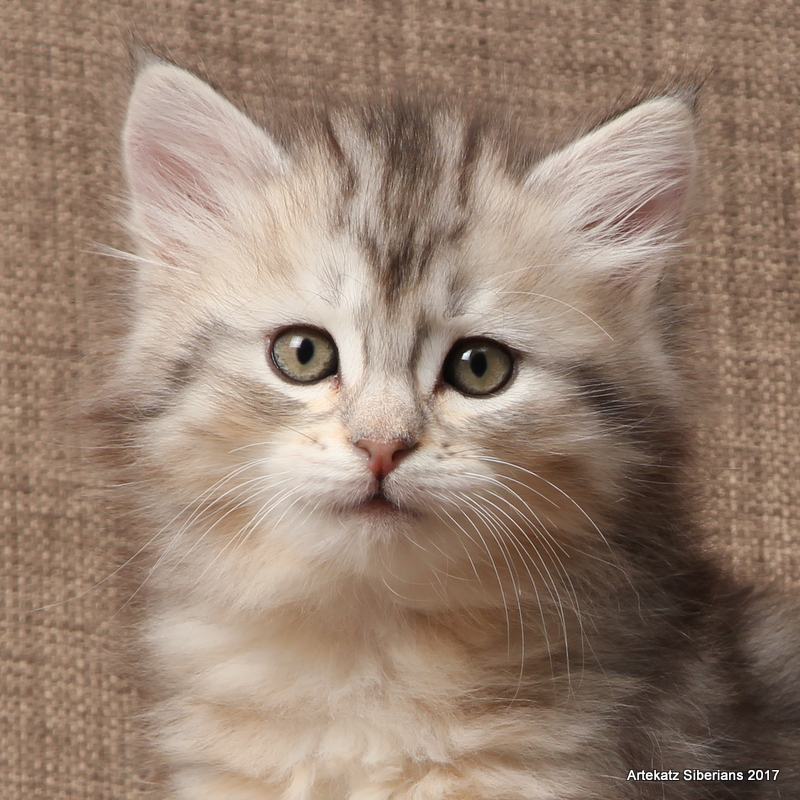 51 Best Pictures Siberian Cat Price Siberian Kitten Price In India